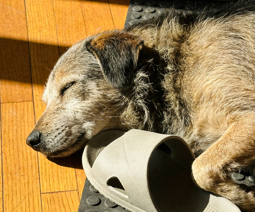 变慢的老犬：在步履蹒跚中学会耐心的最后一课