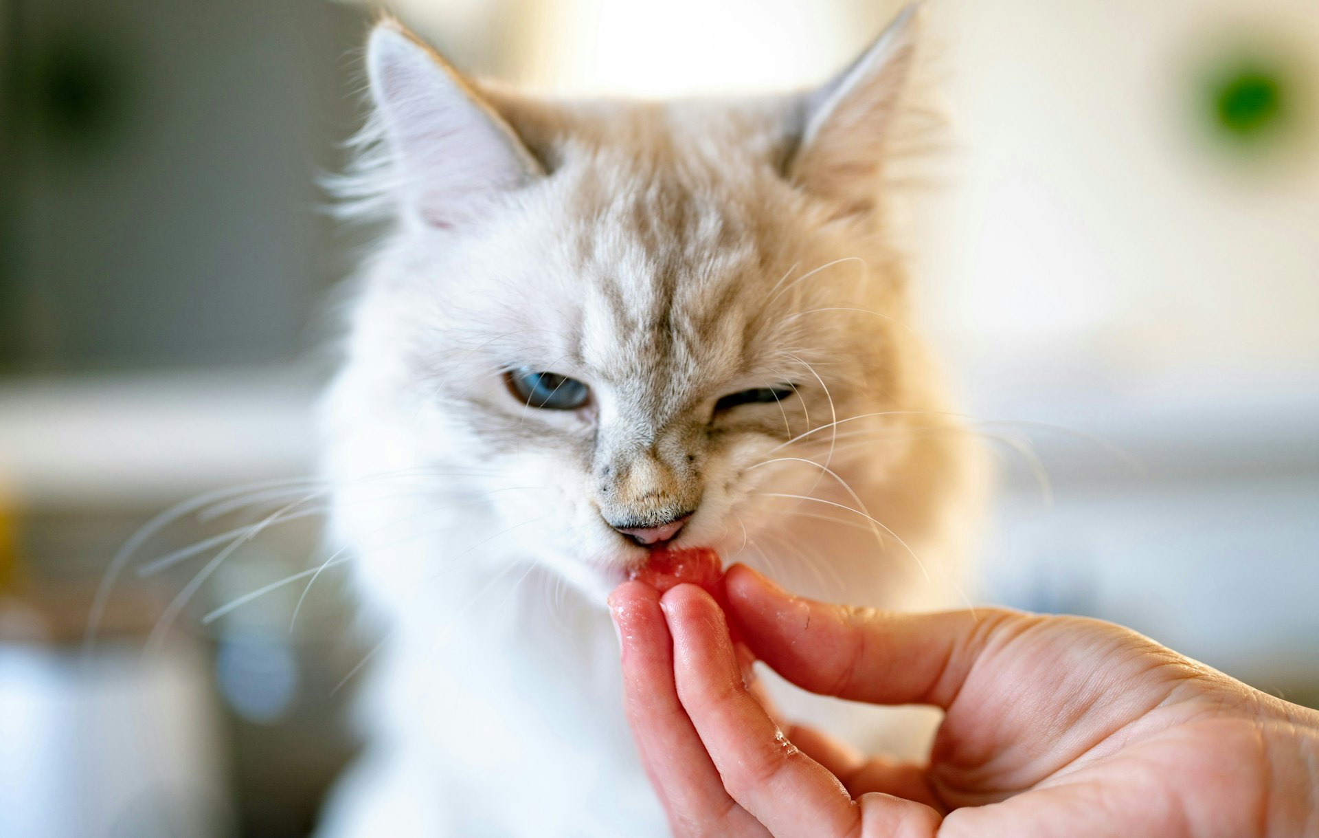 在清晨与深夜的食钵之间,重新探寻与猫共处的进食仪式